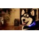 LED Dog Collar with 3 Light Settings (5 Color Options)