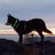 LED Dog Collar with 3 Light Settings (5 Color Options)